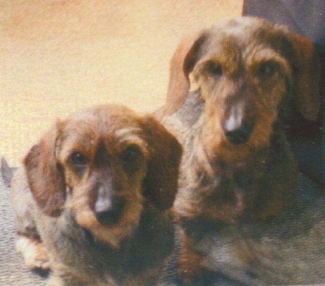 Margaret Williamson's 2 dogs